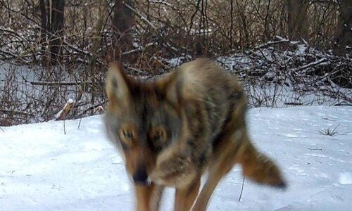 Coyote or Coywolf? - Rosslyn Redux